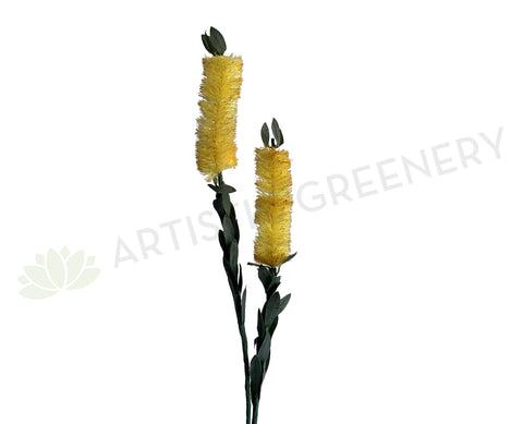 F-ASB-B-01 Bottle Brush 75cm Cream Silk Native Flowers Australia | ARTISTIC GREENERY