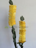 F-ASB-B-01 Bottle Brush 75cm Cream Silk Native Flowers Australia | ARTISTIC GREENERY