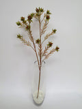 F-ASB-SL05 Star Leaucadendron 70cm