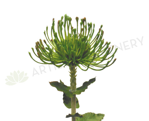 F-RT-5414GR Protea Pincushion Real Touch 65cm Green