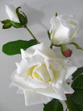 ROSESET139 Real Touch Rose Plant Set 110cm - Custom Made