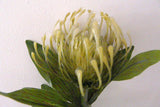 F0067 Protea Pincushion Single Stem 80cm 5 Colours