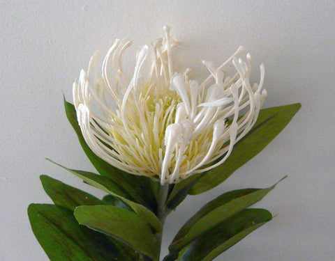 F0067 Protea Pincushion Single Stem 80cm 5 Colours Artistic Greenery