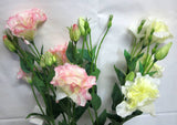 F0087 Lisianthus Spray 80cm 5 Colours