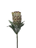 F0133 Protea Neriifolia Single Stem 74cm Red / Peach / White / Green