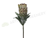 F0133 Mink Protea / Oleander Leaf Protea Single Stem 74cm Green