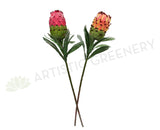 F0133 Protea Neriifolia Single Stem 74cm Red / Peach