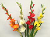 F0147 Gladiolus Real Touch 106cm 4 Colours