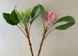 F0160SML-N King Protea Single Stem 53cm Light Green / Pink