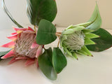 F0160SML-N King Protea Single Stem 53cm Light Green / Pink