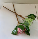 F0160SML-N King Protea Single Stem 53cm Light Green / Pink