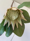 Light Green with Pink Tip - F0160SML King Protea Small