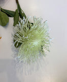 WHITE - F0181 Pincushion Protea Large 70cm