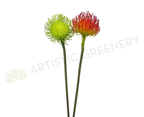 F0184 Pincushion Protea / Leucospermum Single Stem 70cm Green / Red