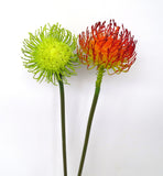 F0184 Pincushion Protea / Leucospermum Single Stem 70cm Green / Red