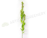 F0186 Flowering Sage Spray 90cm Lime Green