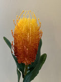 F0218 Banksia stem 60cm $15 (WAS $20)Vibrant Orange | ARTISTIC GREENERY