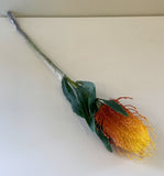 F0218 Banksia stem 60cm $15 (WAS $20)Vibrant Orange | ARTISTIC GREENERY