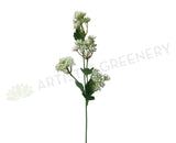 F0229 Queen Anne's Lace (Wild Carrot) 67cm