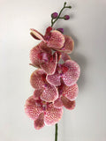 F0234 Phalaenopsis Alysha's Dots Orchid 84cm Real Touch
