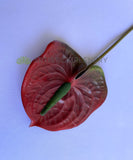 F0257 Anthurium / Flamingo Flower 55cm Red / Green | ARTISTIC GREENERY