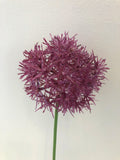 F0272 Single Allium Stem 49cm Purple / White (Clearance Stock)