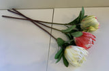 F0278 Protea Obtusifolia 75cm 3 Light Green / Red / White