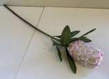 F0279 Protea Neriifolia 74cm Light Pink