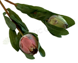 F0287 Small Protea Bud 46cm