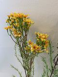 F0301 Artificial Austrlaian Wax Flower Spray 78cm Yellow  | ARTISTIC GREENERY