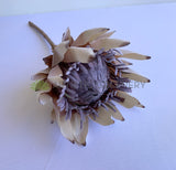Large Cream - F0333 Artificial King Protea (Dried Style) 2 Sizes Cream / Brown | ARTISTIC GREENERY