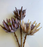 F0333 Artificial King Protea (Dried Style) 2 Sizes Cream / Brown | ARTISTIC GREENERY