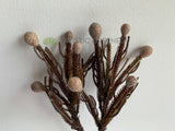 F0364 Artificial Brunia Stem 42cm Brown | ARTISTIC GREENERY