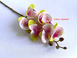 Spotted - F0411 Artificial Moth Orchid / Phalaenopsis Orchid / Moth Orchid Spray 69cm 3 Colours | ARTISTIC GREENERY