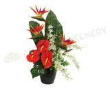 FA1005 - Bird of Paradise & Anthurium Arrangement