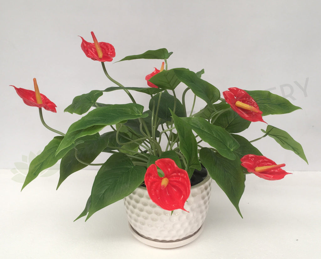 FA1041 Potted Plant Red Anthurium (40cm high) coffee table plant