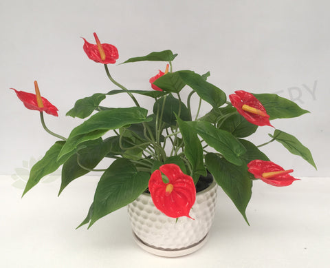 FA1041 - Potted Plant - Red Anthurium (40cm high)