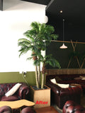 Mad Dog's Jungle Bar - Palm Tree & Fiddle Fig Plants