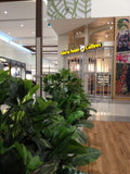 Gloria Jeans Cafe - Mixed Styles Artificial Plants for Planters