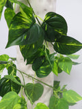 HP0017 Gold Pothos Garland / Devil's Ivy 185cm Real Touch Leaves