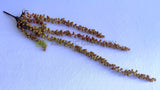 HP0043 Artificial String of Pearls Plant Senecio Rowleyanus Real Touch 67cm Brown | ARTISTIC GREENERY