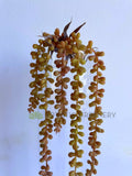 HP0043 Artificial String of Pearls Plant Senecio Rowleyanus Real Touch 67cm Brown | ARTISTIC GREENERY