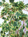 HP0049 Hanging Variegated Ivy (Large Bunch) 115cm Green SALE