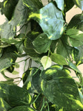 HP0067 Hanging Devil's Ivy (Epipremnum Aureum) 90cm 2 Styles