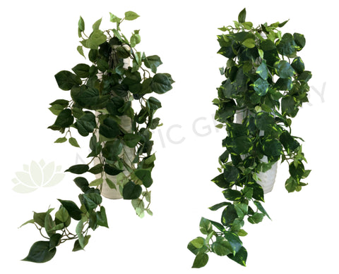 HP0067 Hanging Devil's Ivy (Epipremnum Aureum) 90cm 2 Styles