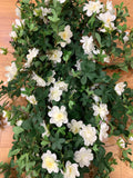 White - HP0071 Trailing Camellia Bunch 180cm  | ARTISTIC GREENERY