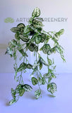 HP0083 Artificial Hanging Polka Dot / Freckle Plant 75cm | ARTISTIC GREENERY