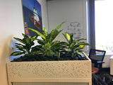 Farstad Shipping - Dieffenbachia Plants for Tambour Units