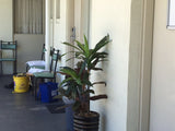Baileys Motel East Perth - Artificial Plants in Pots