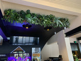 The Court Perth - Greenery Wall (Bulkhead) & Planters Next to Booth Seats